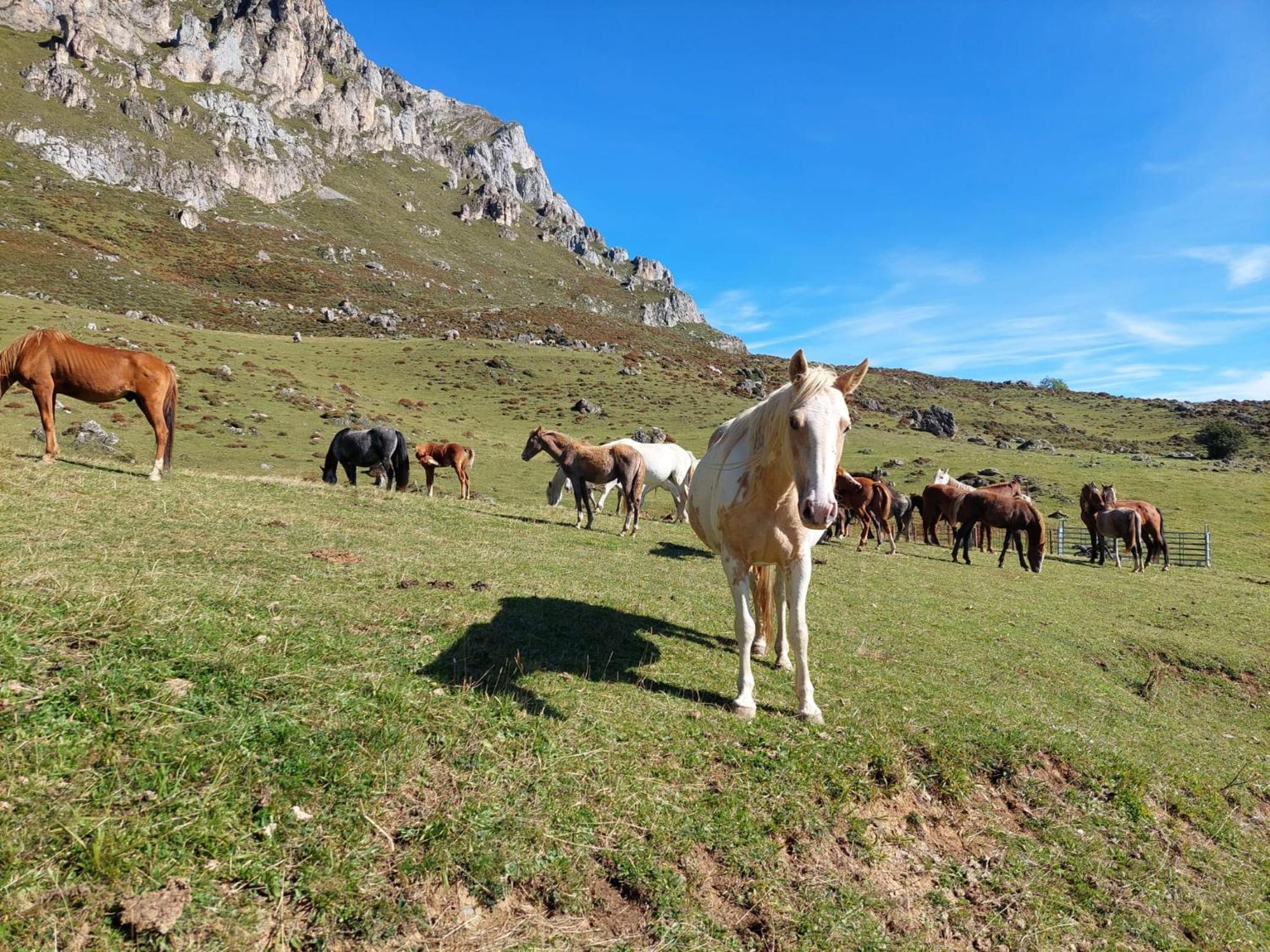 Hosteria Picos De Europa Potes Dış mekan fotoğraf